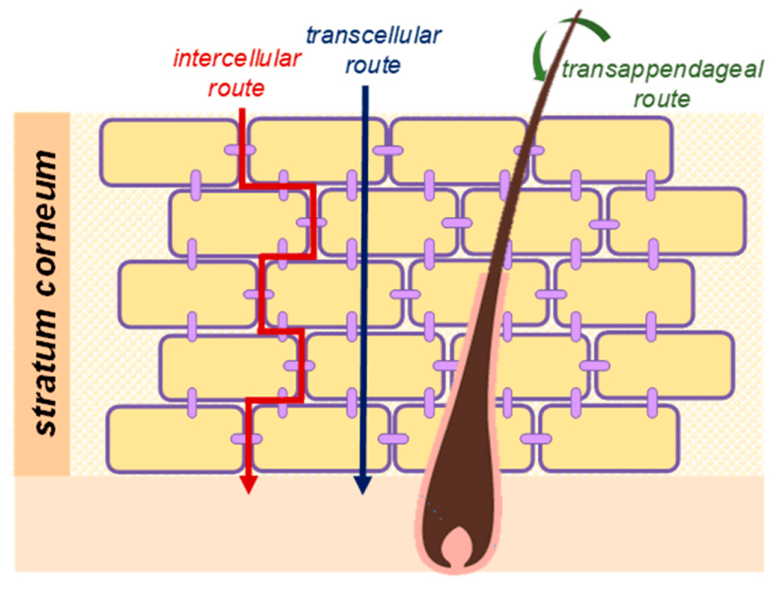 Transdermal Delivery Provides Controlled Release of Nutrients