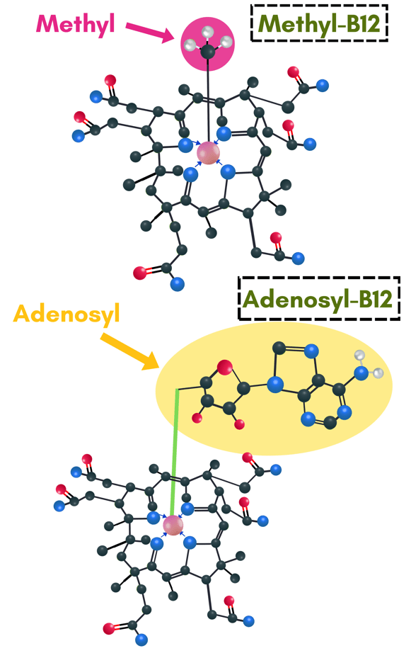 CoEnzyme Roles vs Pharmacological Roles of Vitamin B12