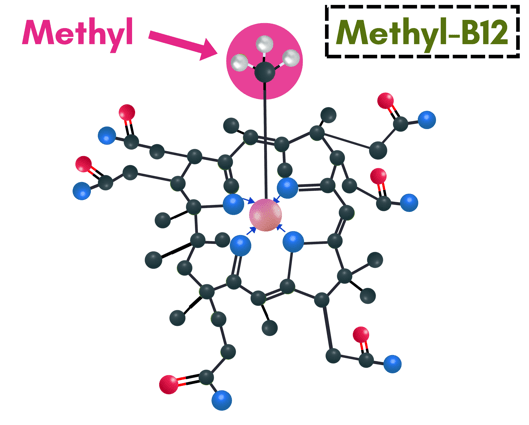 What Sets The B12 Protocol Apart?