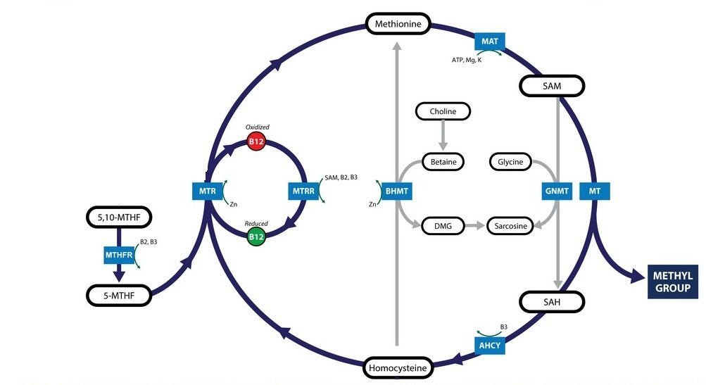 How to Use the B12 Protocol (Part 3): Vitamin B12 and Folate