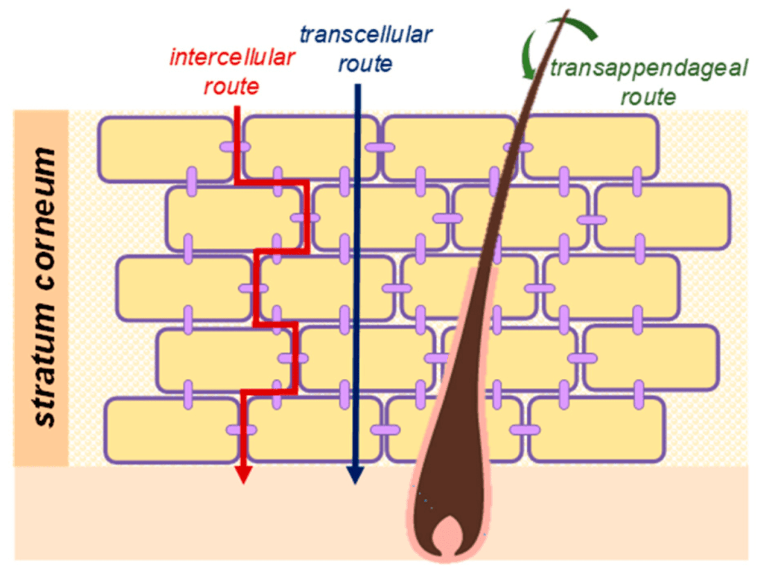 Transdermal Delivery Provides Controlled Release of Nutrients