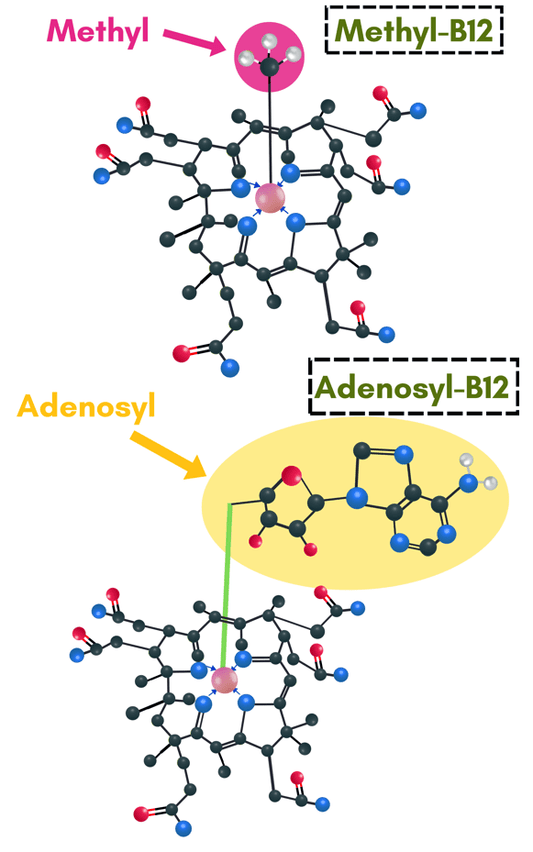 CoEnzyme Roles vs Pharmacological Roles of Vitamin B12