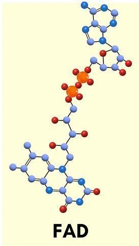 How to Use the B12 Protocol (Part 2): Molybdenum and Riboflavin
