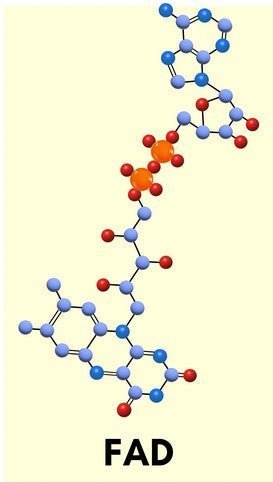 How to Use the B12 Protocol (Part 2): Molybdenum and Riboflavin